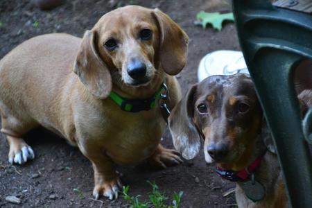 Cooper and Matilda