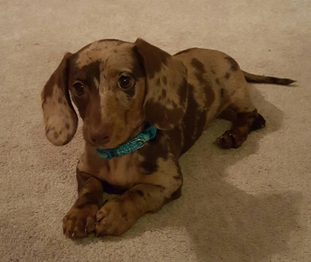 Scout