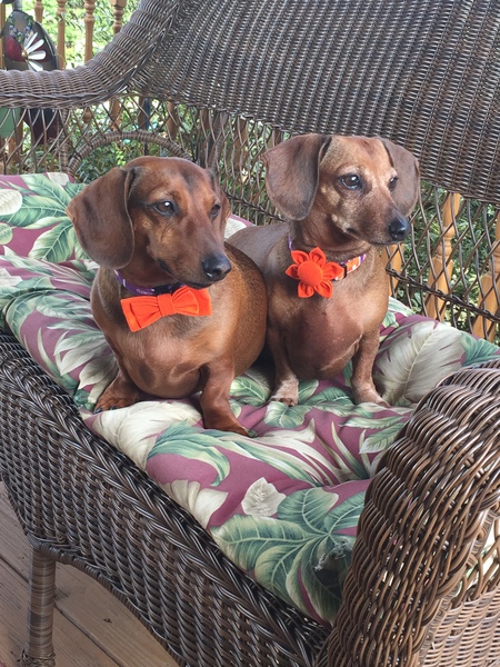 Hank and Scarlett