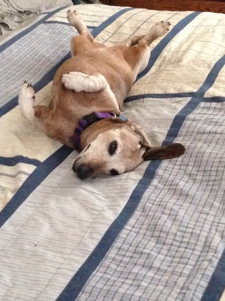 Maggie May