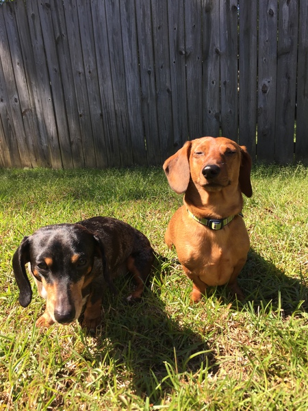 Guinness and Odie