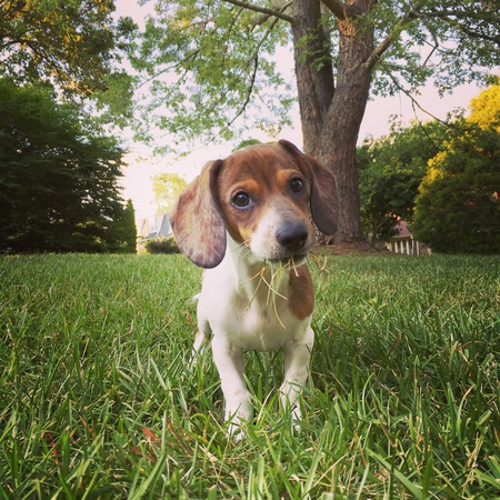 Gus