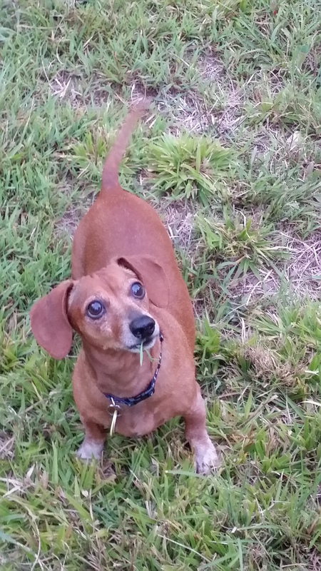 Buster Brown