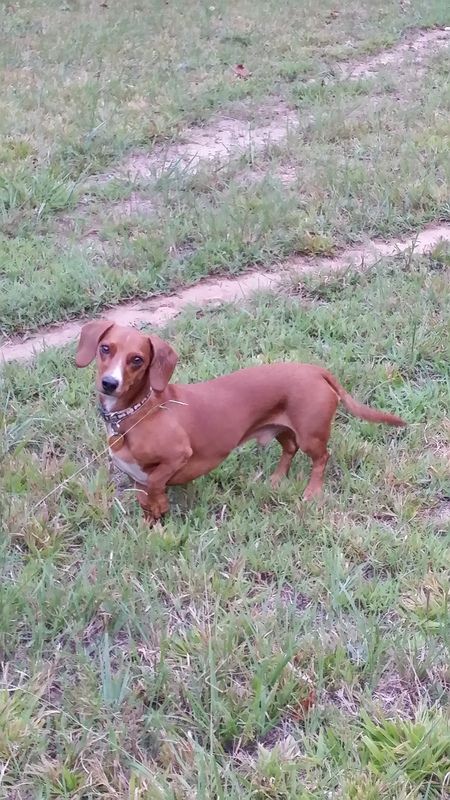 Rufus Dufus Gufus