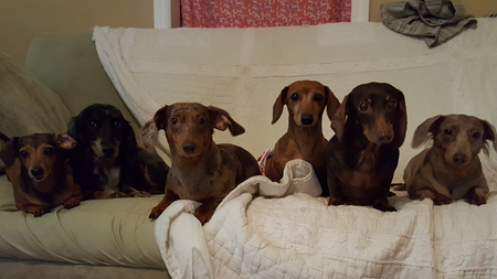 Honey, May Boo, Taffy, Honey tutu, Kay Kay, and Sandy!! From right to left.