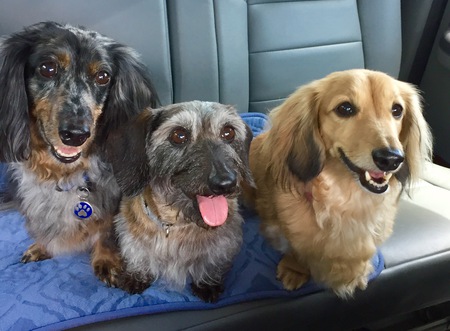 Harley, Sadie & Lexie
