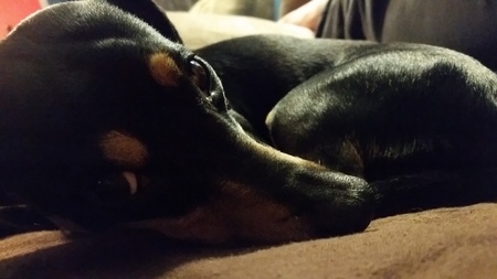 Harper (aka Layla)
