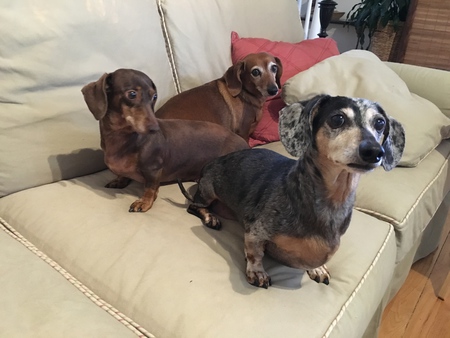 Nixie, Penny and Tasha
