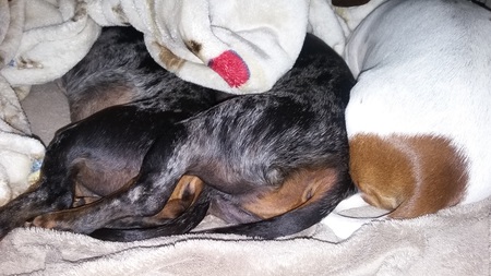 Elsie, Amos, and Sophie (aka "Doxie Butts")