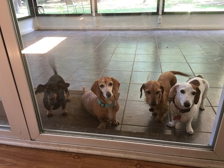Rosie,Lulu,Cookie,Max