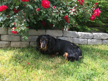 Bella 