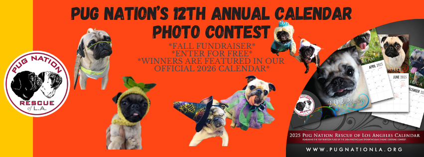 Banner for Pug Nation 2026 Calendar Contest