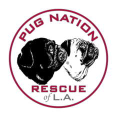 Logo for Pug Nation 2026 Calendar Contest