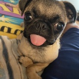 Entry image for Clam