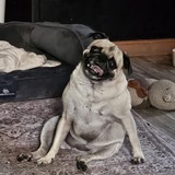 Entry image for Rosie!