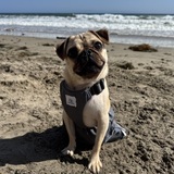 Entry image for Abby