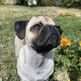 Entry image for Penny