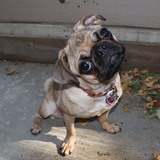 Entry image for Poppi