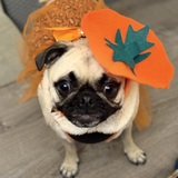 Entry image for Dolly 