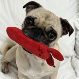 Entry image for Lemon