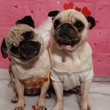 Entry image for Lotta and Frieda