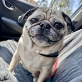 Entry image for Yoshi