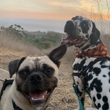 Entry image for Lamb (&Benny the Dalmatian)