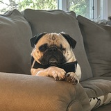 Entry image for Giff