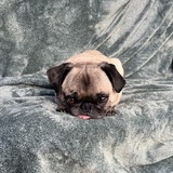 Entry image for Toby