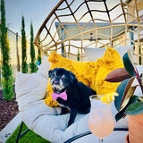 Entry image for Paisley