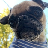 Entry image for LOUIS! 