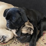 Entry image for captain fries & yumi