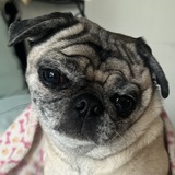 Entry image for Gori Krueger