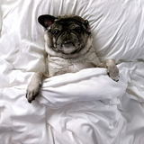 Entry image for Frida