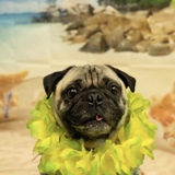 Entry image for Remy