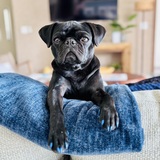 Entry image for Jimmy Hendrix