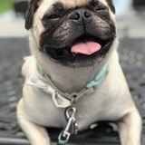 Entry image for Rose