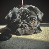 Entry image for Adlee Marie