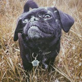 Entry image for Raven