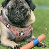 Entry image for Ripley 