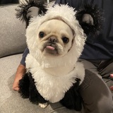 Entry image for Dune