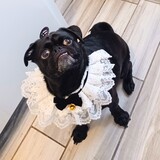 Entry image for Toshi