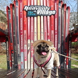 Entry image for Chewy