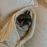 Entry image for Pudge 