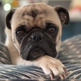 Entry image for Dudley