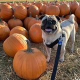 Entry image for Cheddar