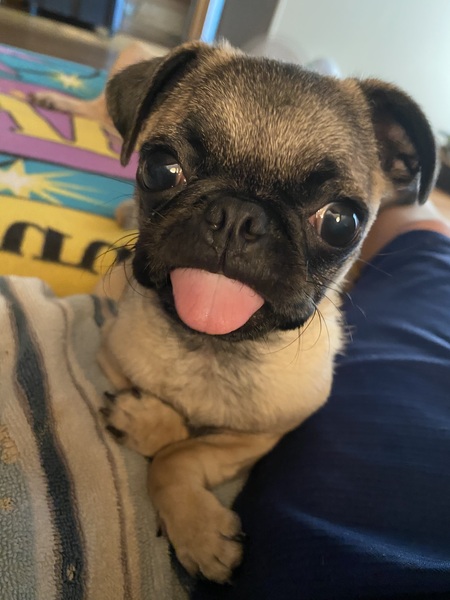 Entry image for Clam. Clicking this image will show a larger photo