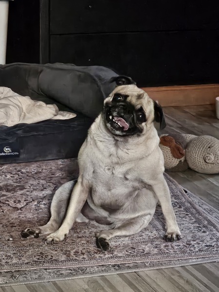 Entry image for Rosie!. Clicking this image will show a larger photo