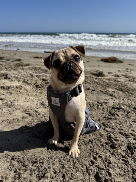 Entry image for Abby. Clicking this image will show a larger photo