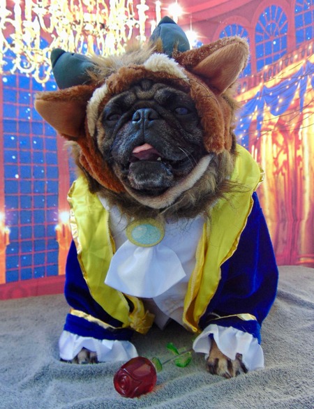 Entry image for Huckleberry . Clicking this image will show a larger photo